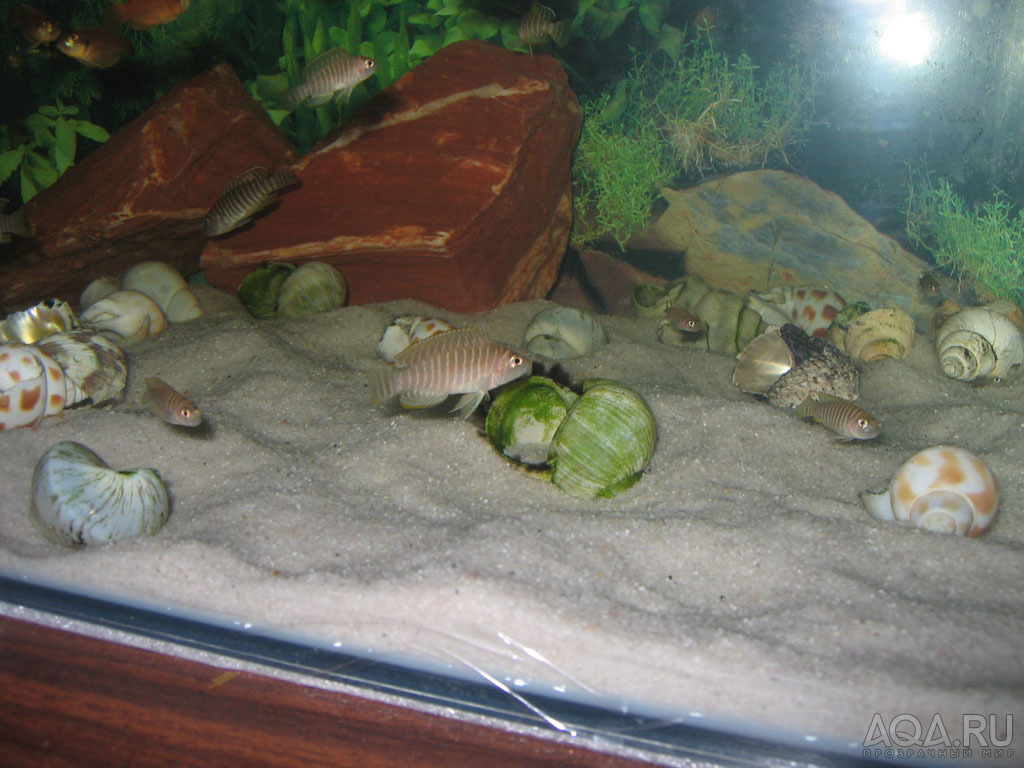 Lamprologus similis