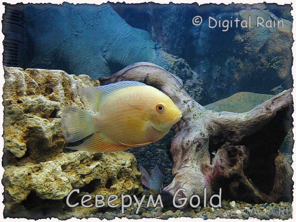 Северум Gold