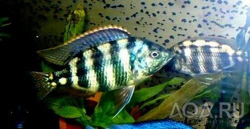 Placidochromis johnstoni solo