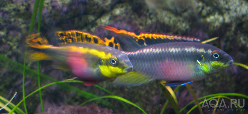 Pelvicachromis pulcher. Пара.