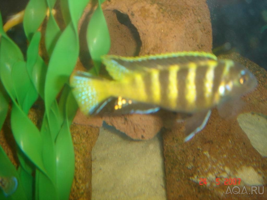 Pseudotropheus elongatus 'Chailosi Bee'