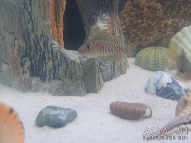 Lamprologus similis