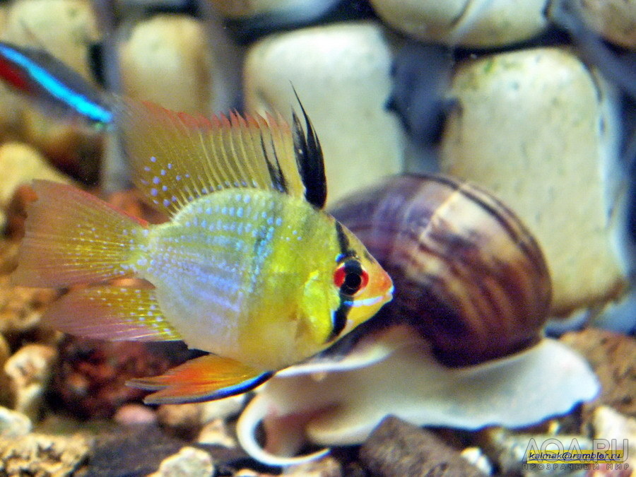 Papiliochromis ramirezi