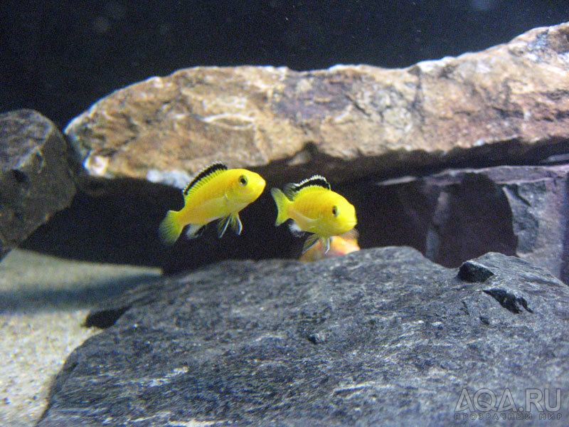 Labidochromis Yellow