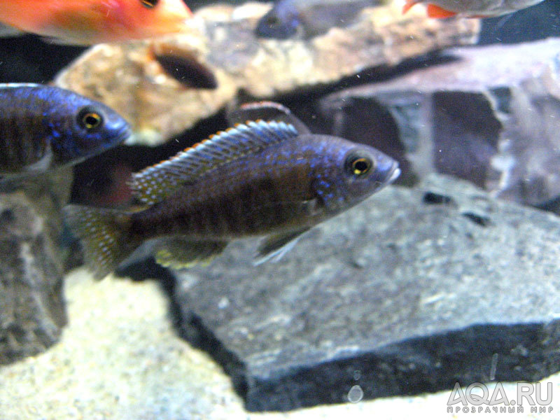 Sciaenochromis fryeri