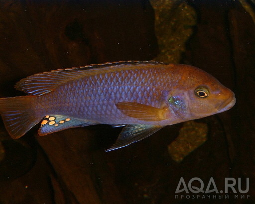 Iodotropheus sprengeri