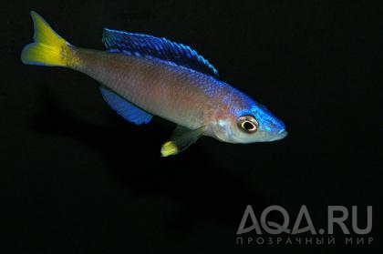 Cyprichromis Leptosoma (Mpulungu).