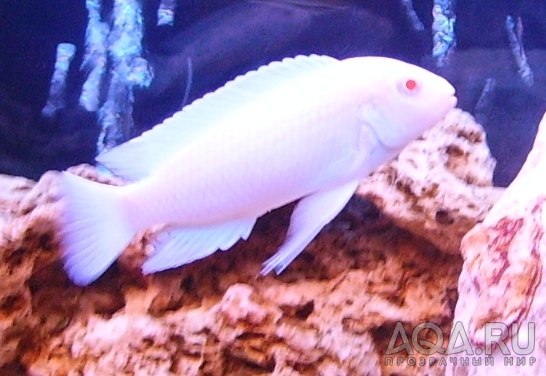 Pseudotropheus socolofi albino