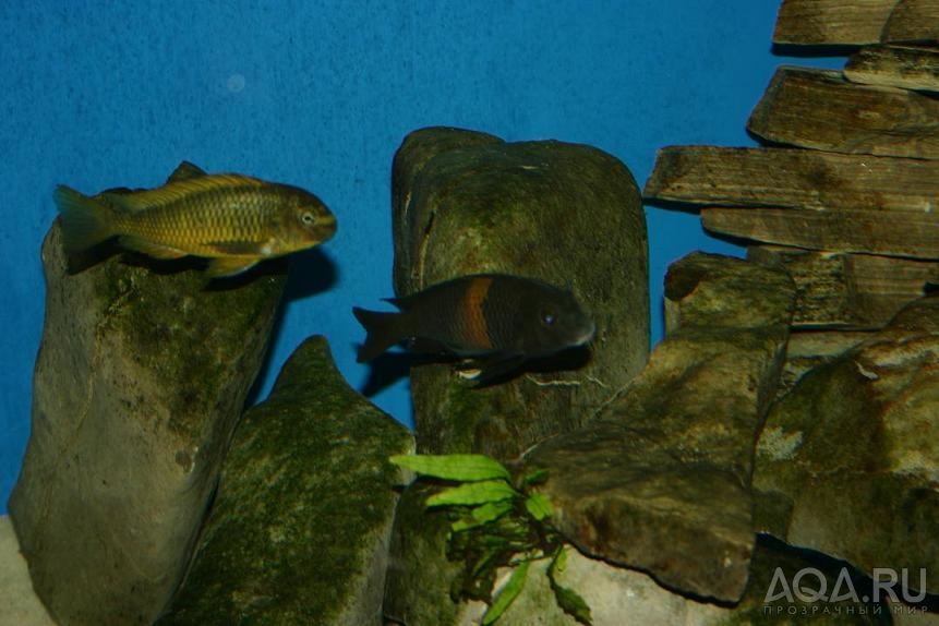 tropheus