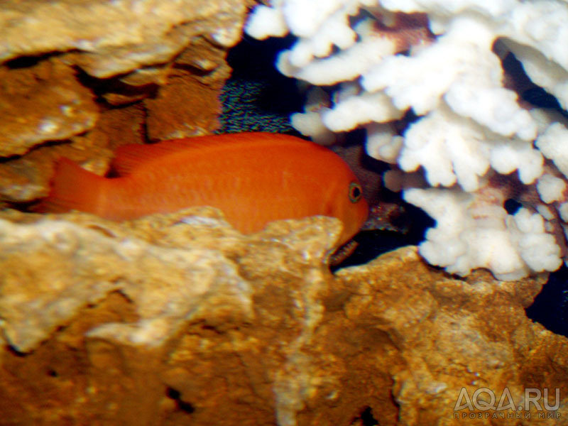 Пседотрофеус зебра оранжевая (Pseudotropheus zebra orange)