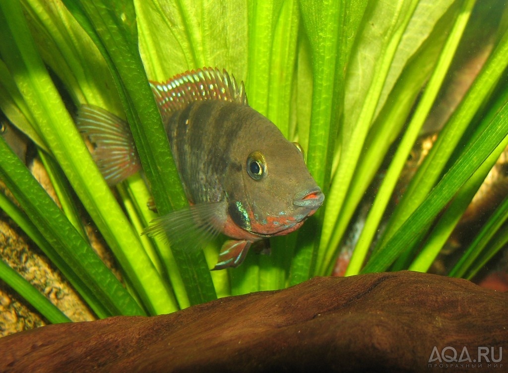 Цихлазома Меека (Cichlasoma meeki).