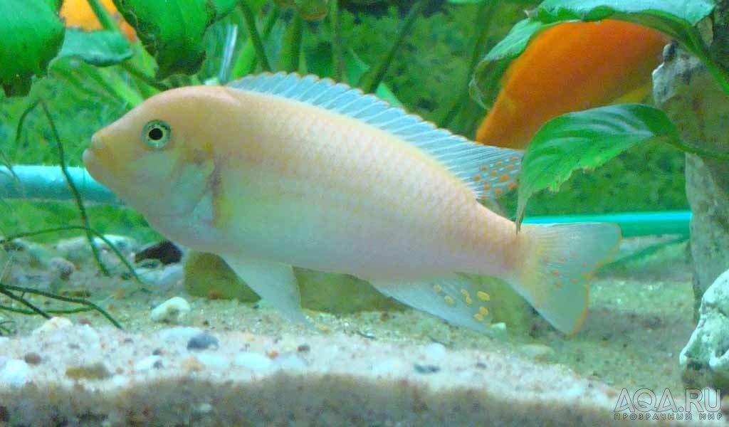 Pseudotropheus