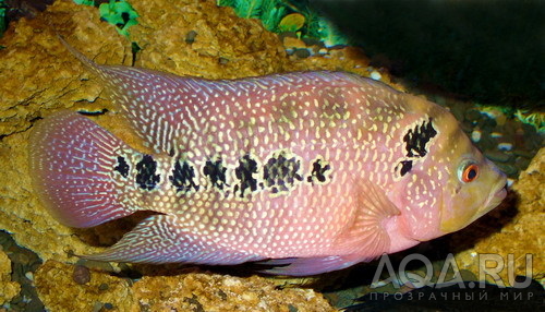 Cichlidae fish