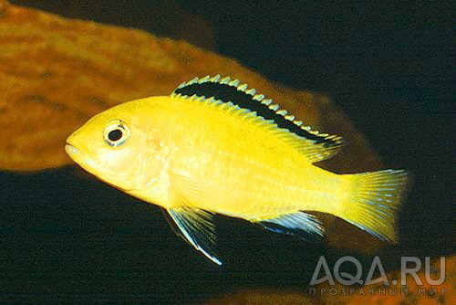 Labidochromis yellow