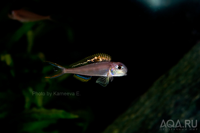 Xenotilapia nigrolabiata 'red princess'