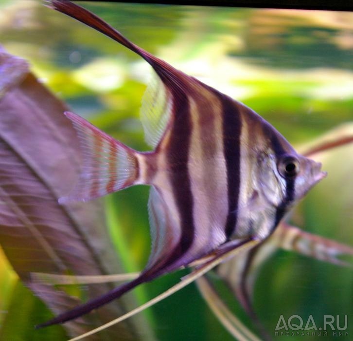 Pterophyllum altum