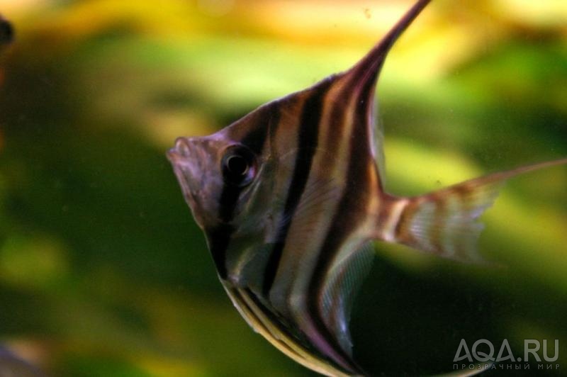 Pterophyllum altum