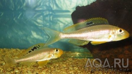 Xenotilapia spec papilio sunflower Msalaba