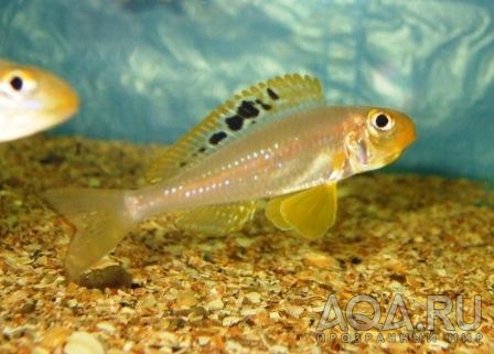 Xenotilapia spec papilio sunflower Msalaba