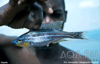 Benthochromis_tricoti