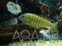 Labidochromis Caeruleus.