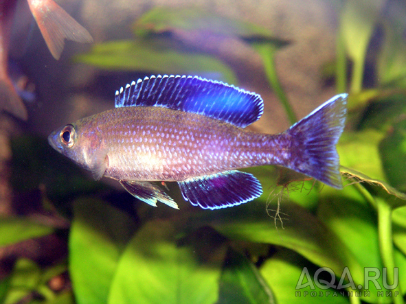 Cyprichromis leptosoma 'jumbo speckleback Moba'