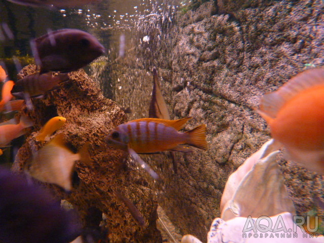 Pseudotropheus zebra 'Chesese long pelvic