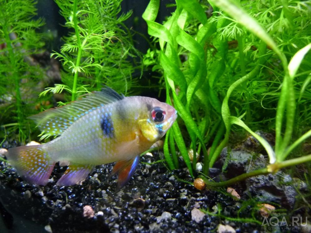 Apistogramma ramirezi