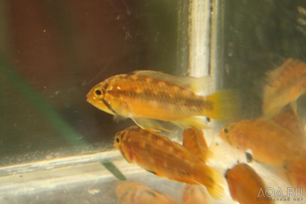 Apistogramma atahualpa