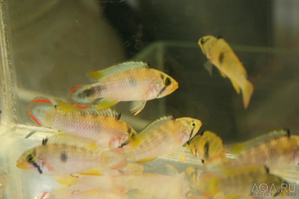 Apistogramma panduro