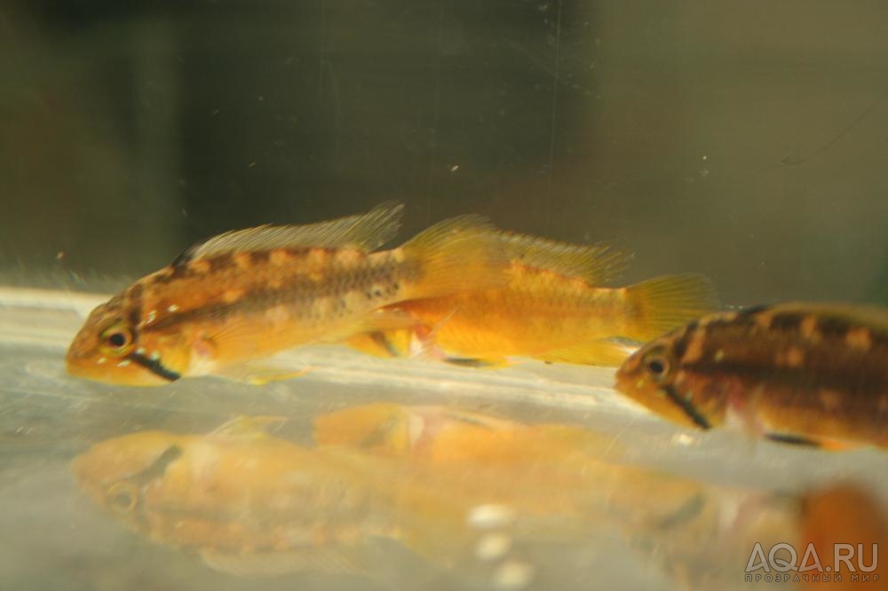 Apistogramma atahualpa