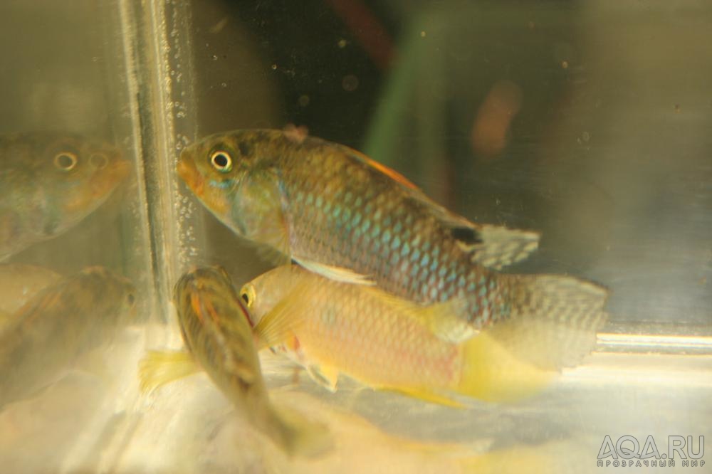 Apistogramma norberti