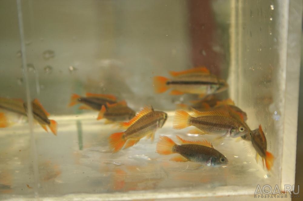 Apistogramma cacatuoides OrangeFlash