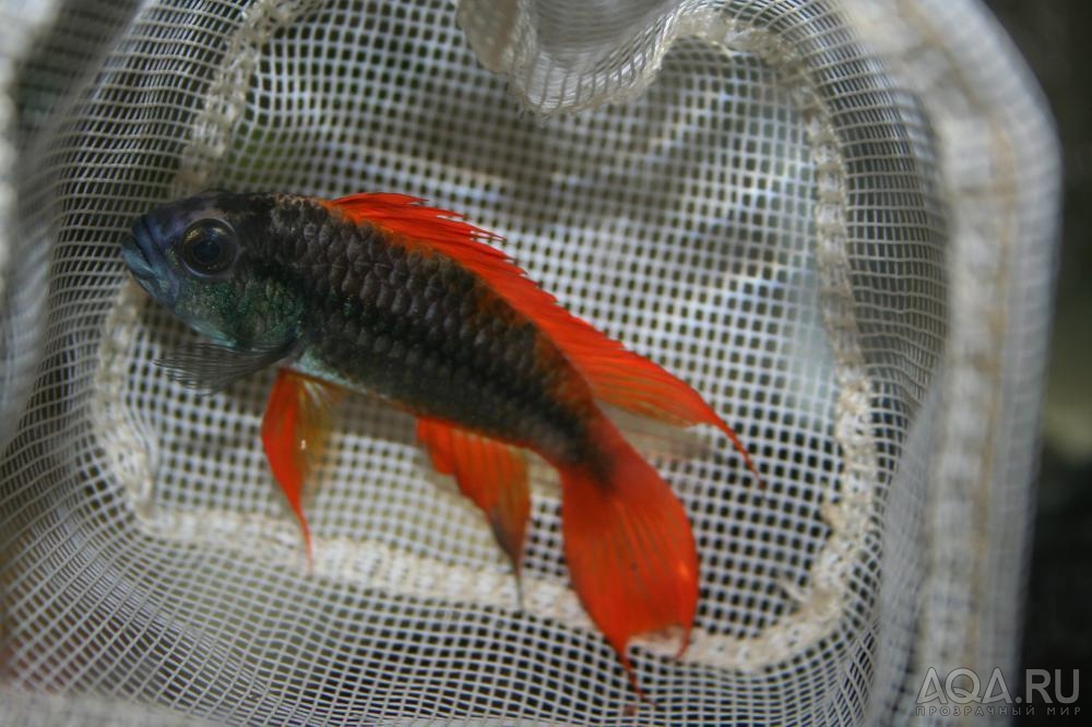 Apistogramma cacatuoides OrangeFlash