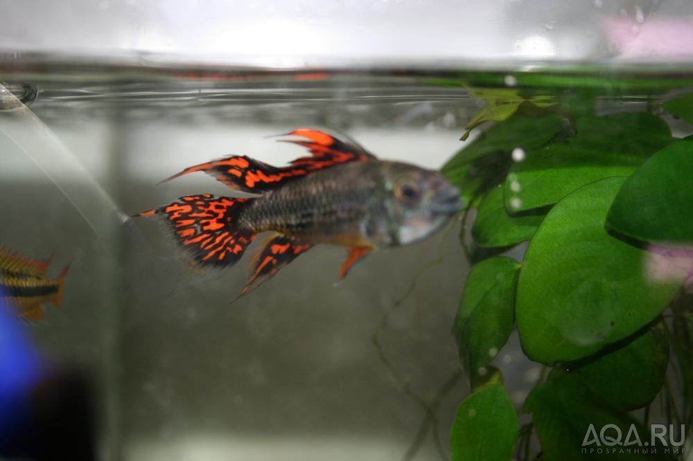 Apistogramma cacatuoides Double Red