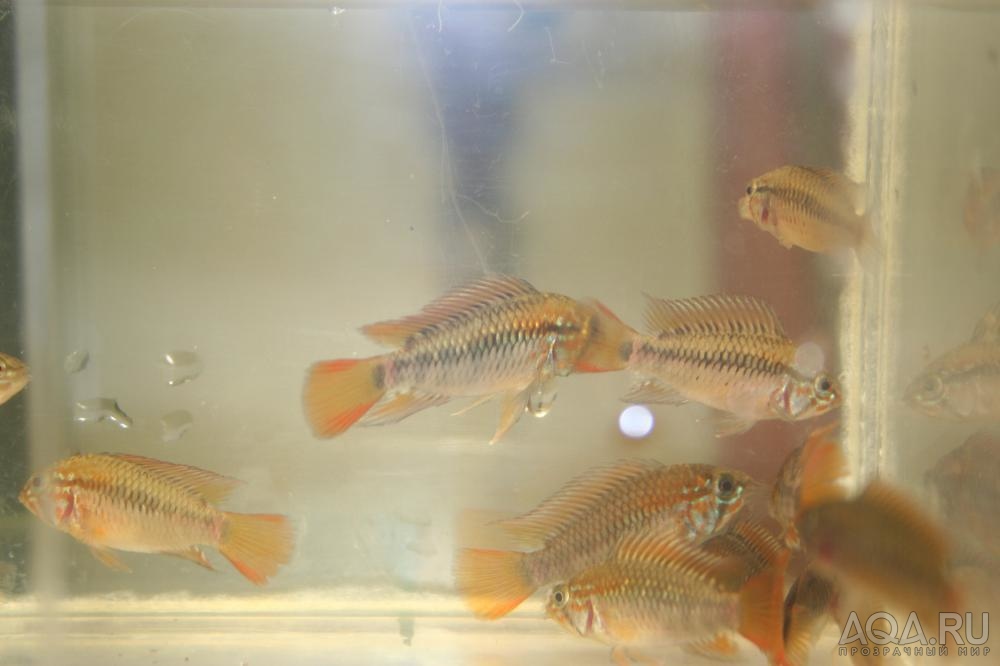 Apistogramma  viejita II