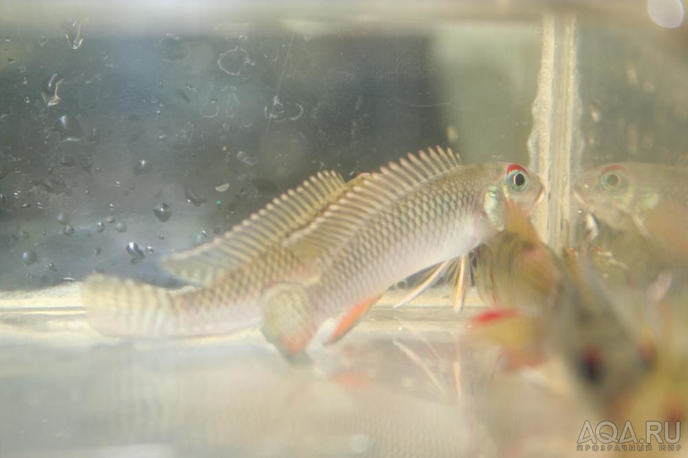 Nanochromis teugelsi (sp.Kasai)