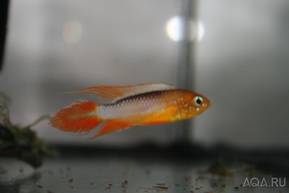 Apistogramma agassizii FireRed