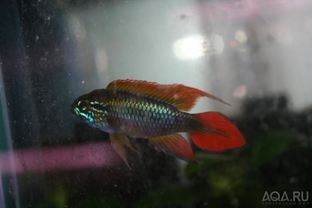 Apistogramma agassizii SuperRed