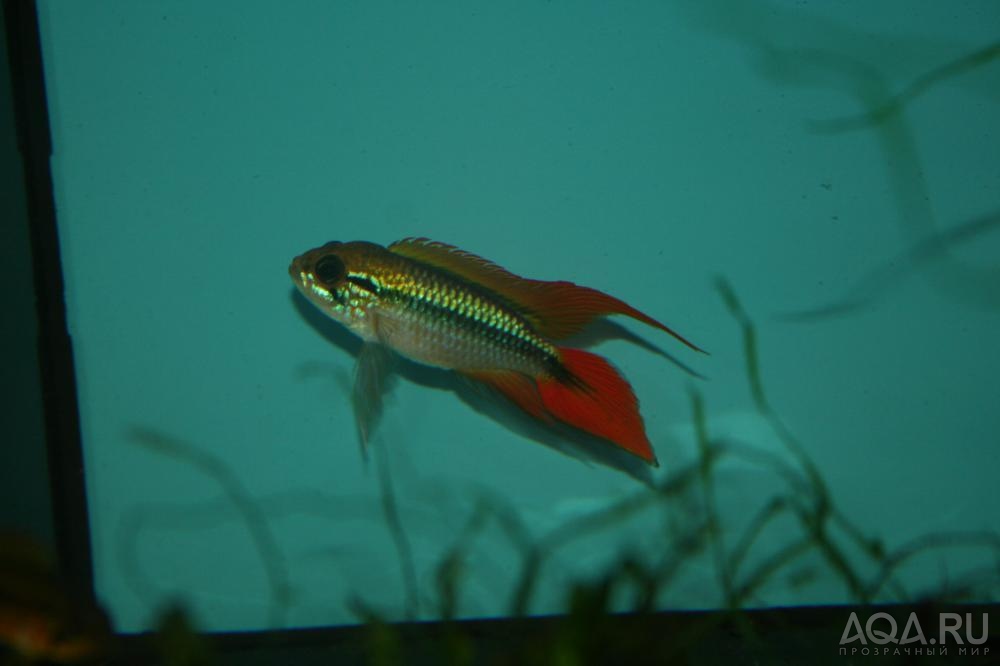 Apistogramma agassizii SuperRed