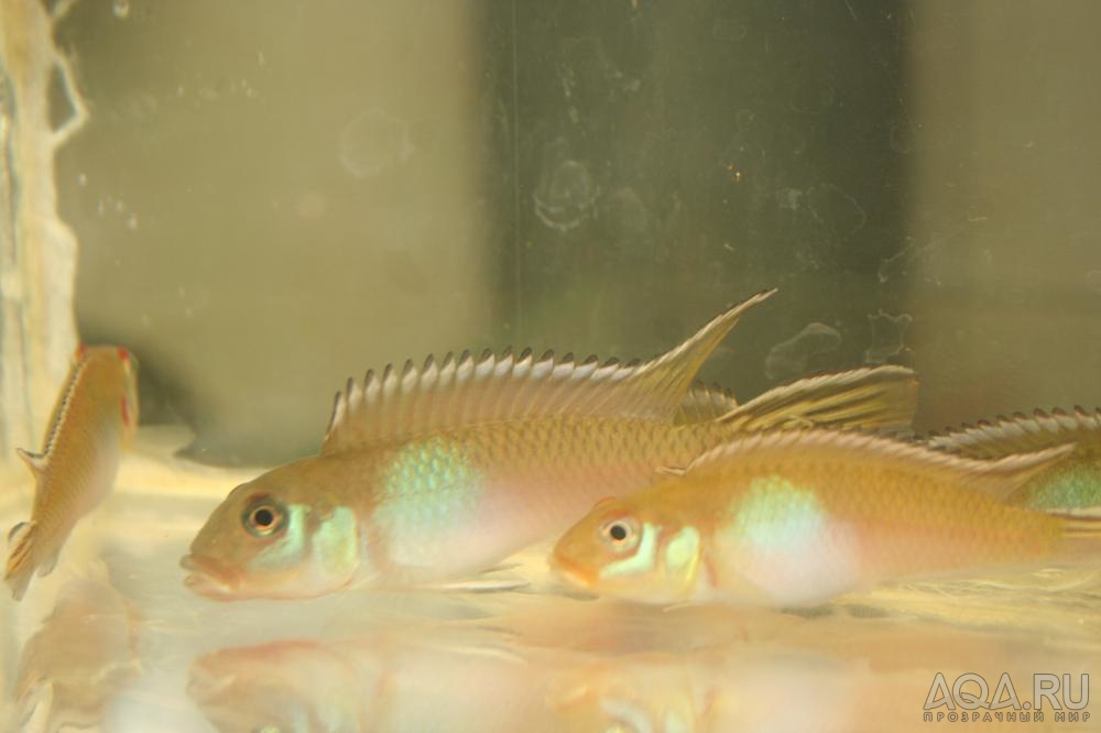 Nanochromis nudiceps