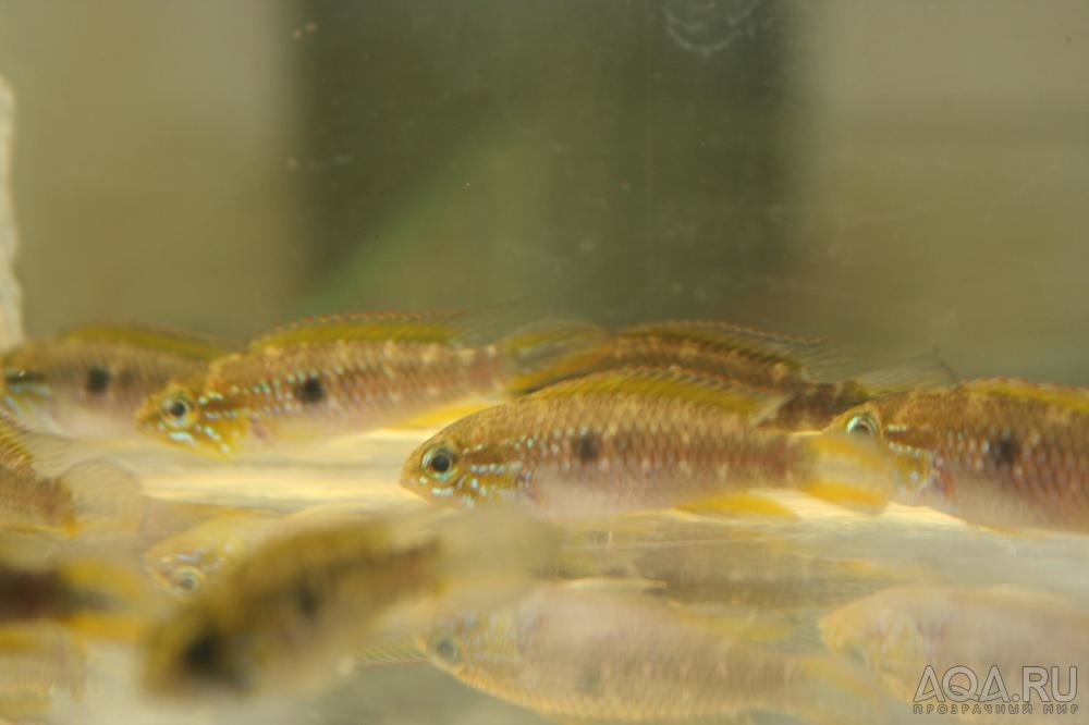 Apistogramma agassizii FLAMENCO