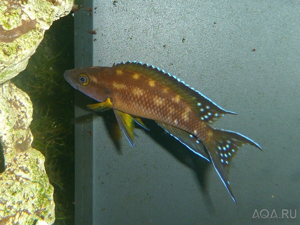 Neolamprologus buescheri