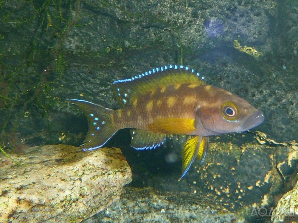 Neolamprologus buescheri