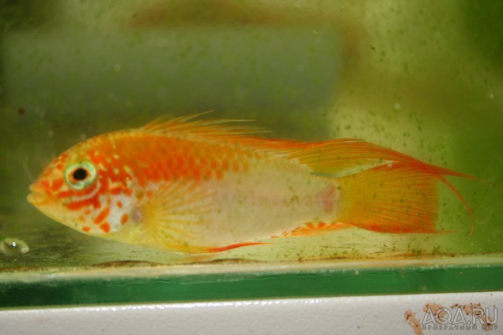 Apistogramma viejita gold