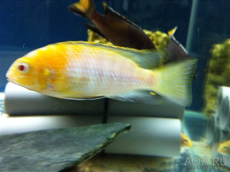 Tropheops sp. Red Cheek Albino