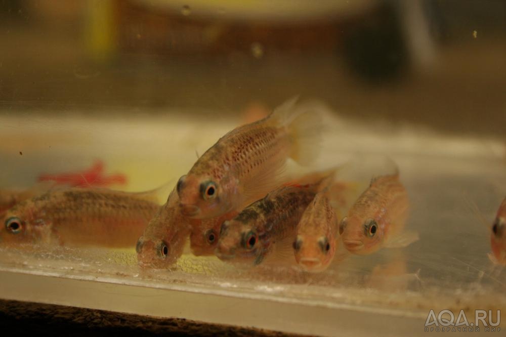 Apistogramma eremnopyge