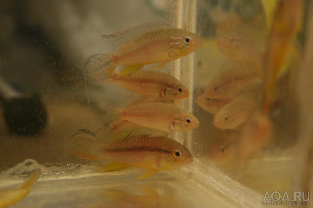 Apistogramma agassizii Alenquer