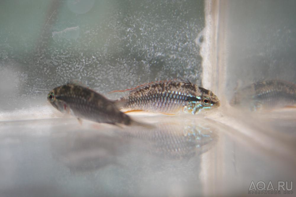 Apistogramma agassizii Alenquer Малёк