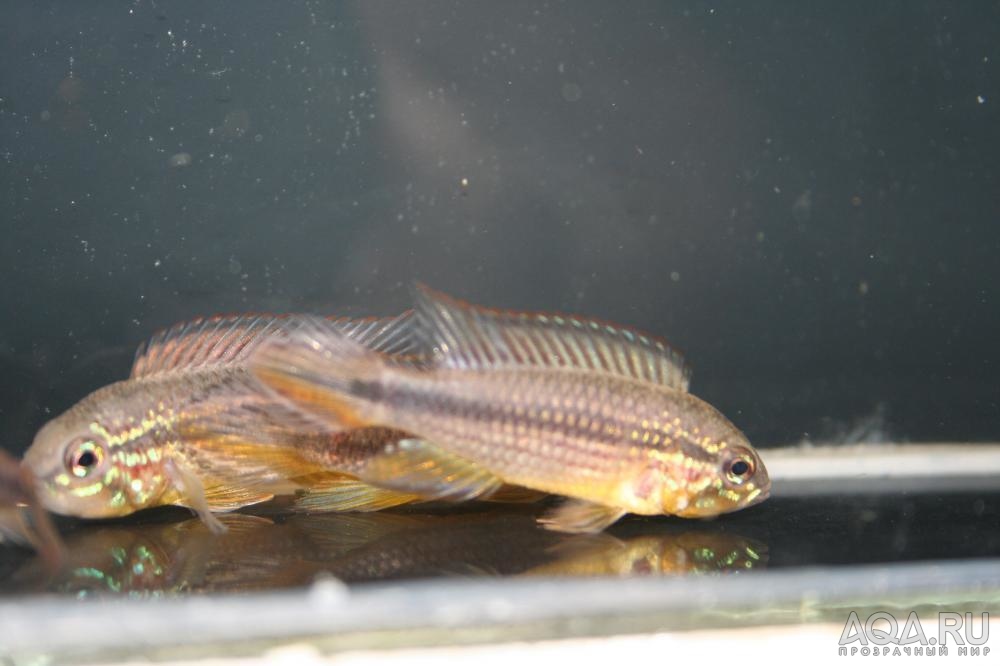 Apistogramma cf. agassizi Tefe